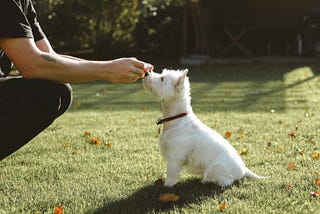 Dosaggio del CBD per i cani