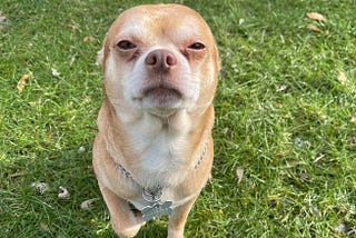 This Foster Chihuahua Hates Everyone And Everything And The Internet Is In Love