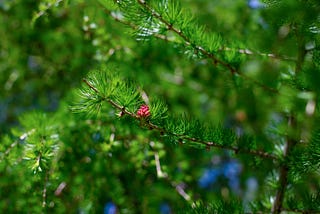 Agroforestry for Carbon Sequestration