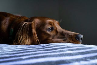 How to Stop Separation Anxiety in Dogs