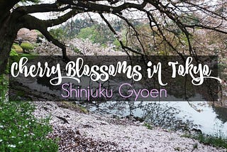 Cherry Blossoms in Tokyo: An Afternoon in Shinjuku Gyoen
