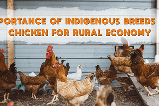 Importance of Indigenous Breeds of Chicken for Rural Economy