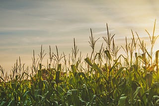 Corn field