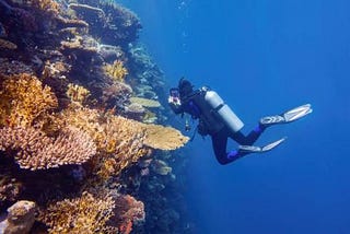 Dive Komodo Island, Indonesia: Everything You Need to Know