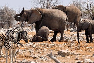 Elephants and zebra in Etosha National Park, Namibia