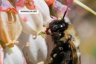 Top 10 Facts about Southeastern Blueberry Bee