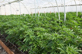 Revitalizing Hemp Industry — “A cost advantage” for the future