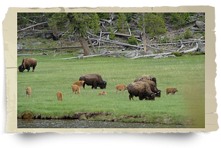 The Perceived “Threat” of Ecological Restoration on Public Rangelands