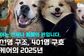 Always on the Animals’ Side: CARE’s 2025 Rescue & Advocacy Report