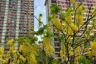 琳瑯金雨