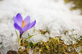 Greenhouses and the winter blues
