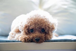 teacup poodle