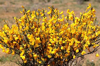 Gorse: plant, maintain, cut - [SCHÖNER WOHNEN]