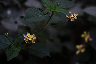 In the shade of trees 
#nature #flowers #lowkey #naturallight #shade #fuji #Fujifilm #fujifilmindia