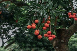 10 CRO Low-Hanging Fruits That Will Give You An Immediate Win