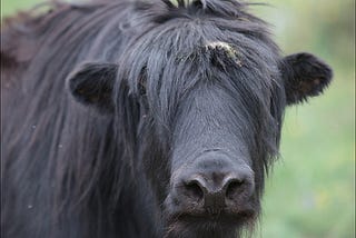 Learning Equality Core Values: Learn Constantly and Yak Shave To Change the World