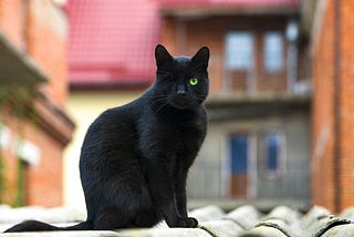 Kittens And Puppies in Dreams: Unveiling Mystic Meanings