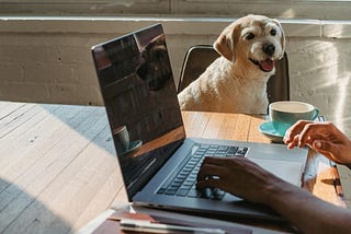 Get Ready for Summer: Update Goals and Add Joy image shows a laptop on a table. A person's hands are visible as they use the laptop. A dog sits at the table looking watching.