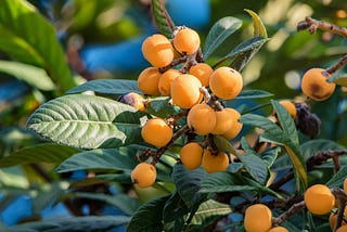 Small, Fuzzy, and Orange? Loquats.