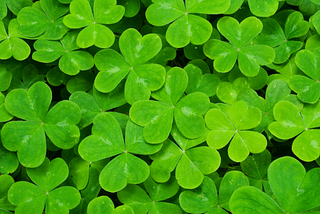 shamrock