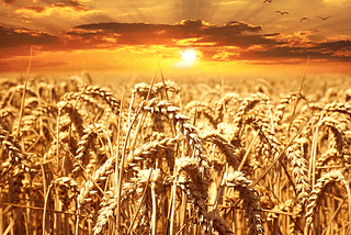 Wheat Surges 2% Amid Concerns