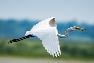 Egret