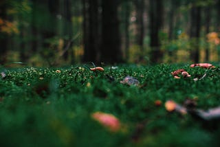 The Forest Land