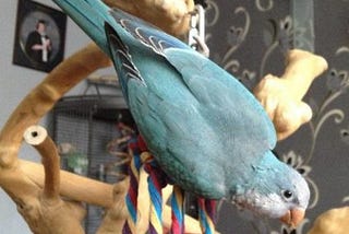 Why a Blue Quaker Parrot Makes a Great Pet
