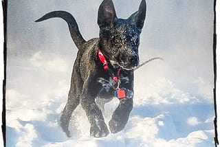 Photo of a puppy running through snow