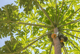 4 Plantas para usar se estiver com Dengue