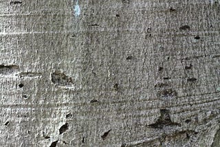 Textures, Colors, Patterns: Identifying Trees by Their Bark