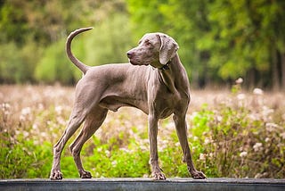 Dog Breeds That Start With W — For Your Information