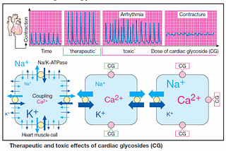 Therapeutic and toxic effects of cardiac glycosides (CG)