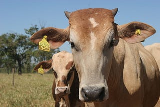 Climate-friendlier cattle ranching in brazil