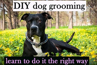 DIY Dog grooming: learn to do it the correct way