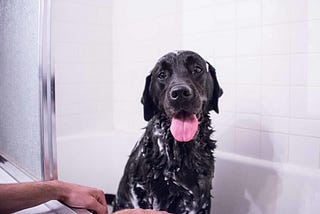 Paws and Suds: A Guide to How Often You Should Bathe Your Dog | DogExpress