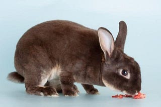 Can Rabbits Eat Strawberries? What You Need To Know.