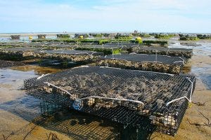 Is the United States ready for offshore aquaculture?