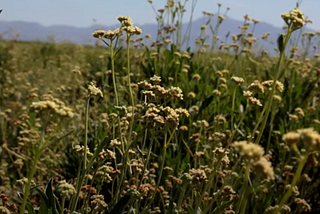 GUAYULE — AN ALTERNATIVE SOURCE FOR NATURAL RUBBER