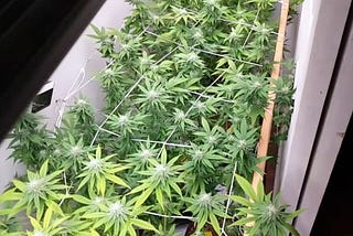 Growing cannabis in an early-flowering closed yield