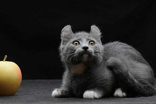 Kinkalow Cat | Information & Cat Breed Facts | Pets Feed