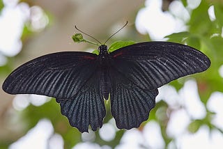 Butterfly Spirt Animal