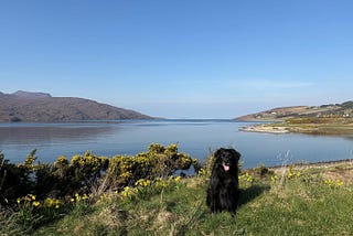 Dog sat posing for a picture in front of a loch looking out to sea