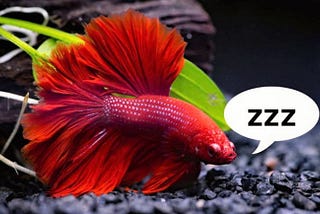 How Do Fish Sleep In A Tank? | What Does A Sleeping Fish Look Like?