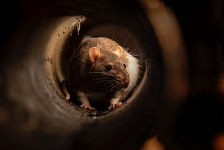 Narcissistic Lies Are Like Rats