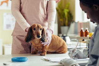 Common Pet Emergencies and How to Handle Them