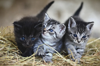 4 Easy Steps To Choosing a Name for a Kitten — Val Heart