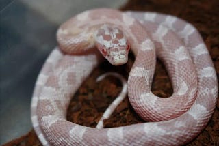 Care Guide of Coral Snow Corn Snake| 07 Facts