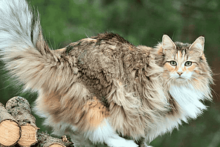 Do You Know? Norwegian Forest Cat in USA and UAE 2024 | White Persian Cat