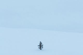 A lonesome pine tree stand in the winter wilderness, surrounded only by snow.